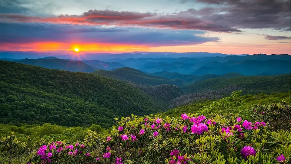 Blue ridge mountains with Rhododendron flowers