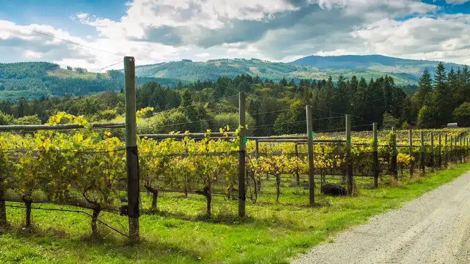 Cowichan Valley Wine Country